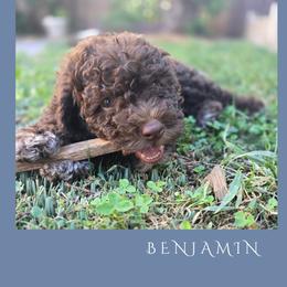 Boy 2 - Brown male Lagotto Romagnolo puppy in Salida, California from Harper's Lagotti