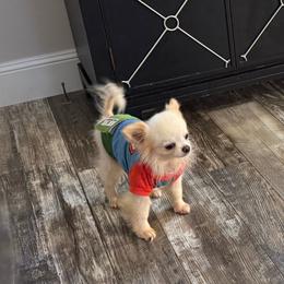 Bannon - Chihuahua