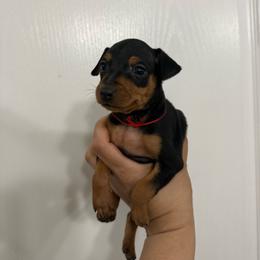 Raphael - Black and rust male Miniature Pinscher puppy in Albuquerque, New Mexico from Legacy Danes