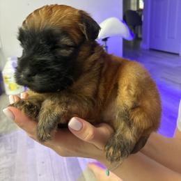 Boy 1 - Wheaten male Soft Coated Wheaten Terrier puppy in Casselberry, Florida from Timberlane