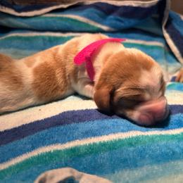 BRIGHT PINK girl Prairie - Red and white female Basset Hound puppy in Saint Cloud, Florida from Mockingbird Hollow Bassets
