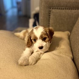 Cavalier King Charles Spaniel, Cavapoo, Maltipoo, and Poodle Puppies from Lainy's Puppies