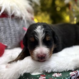 Pecan Pie - Tri-color female Bernese Mountain Dog puppy in Gardner, Kansas from Faith and Family Farm