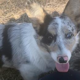 American Corgi, Dachshund, and Pembroke Welsh Corgi Puppies from Seven B Corgis & Doxies