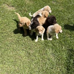 Goldendoodle Puppies from Marion's Doodles