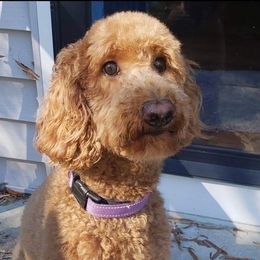 Nola - Goldendoodle