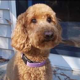 Nola - Goldendoodle