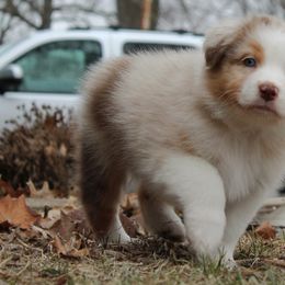 Girl 2 "Paprika" - Red merle Australian Shepherd puppy in Manhattan, Kansas from Dockside Australian Shepherds