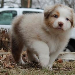 Girl 2 "Paprika" - Red merle Australian Shepherd puppy in Manhattan, Kansas from Dockside Australian Shepherds