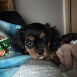 Cavalier King Charles Spaniel Puppies from Willow Creek Cavaliers