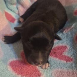 CARAMEL TRUFFLE - Black tri-color female Australian Shepherd puppy in Salem, Arkansas from Patchwork Kennels