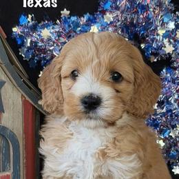 Texas - Apricot male Australian Labradoodle puppy in Washington, North Carolina from Pamlico Labradoodles
