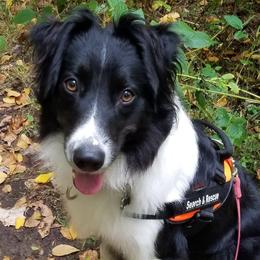 English Shepherds from Ripple English Shepherds