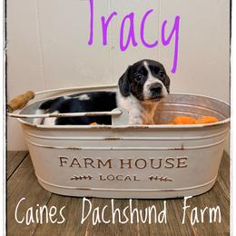 Tracy - Piebald female Dachshund puppy in Cincinnati, Ohio from Caines Dachshund Farm