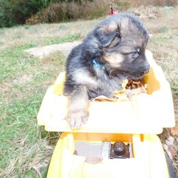 German Shepherd Puppies from Countryside Kennel