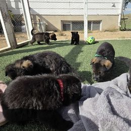 German Shepherd Puppies from Von Der Havier German Shepherds