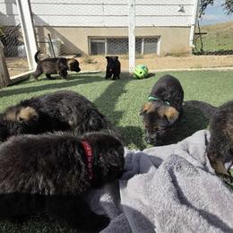 German Shepherd Puppies from Von Der Havier German Shepherds