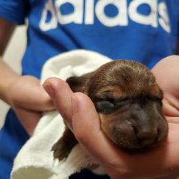 Kat - Dachshund puppy in Tucson, Arizona from Luna May's daschunds