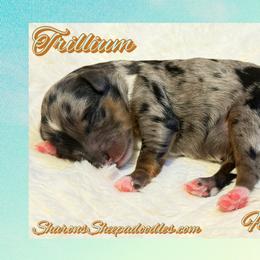 Trillium - Merle female Sheepadoodle puppy in Roseburg, Oregon from Sharon’s Sheepadoodle’s