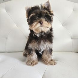 Boy 2 - male Yorkshire Terrier puppy in Jacksonville, Florida from Ja'Dor Yorkies