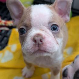 Champagne female 2 - Lilac female Boston Terrier puppy in Oak Hills, California from All American Boston Terriers