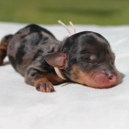 Tiffany - Dapple female Dachshund puppy in Athens, Alabama from Weidenthal Dachshunds