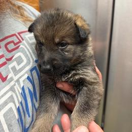 A1-5 Sable Girl - Miss Grey (formerly Lt. Pink) - Sable female German Shepherd puppy in Lincoln, California from Valor-K9s