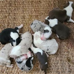 Border Collies and Dachshunds from Roughstock Border Collies and Dachshunds