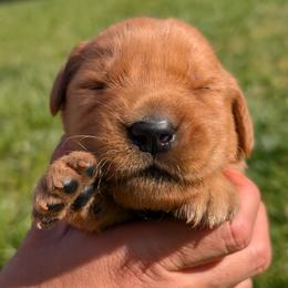 Boy 2 - male Golden Retriever puppy in Midland, North Carolina from Alger Farm, LLC