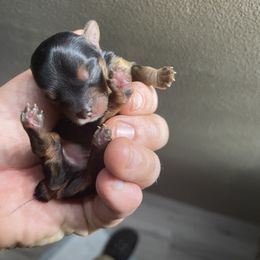Yorkshire Terrier Puppies from Indiana yorkies