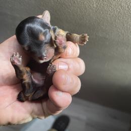 Yorkshire Terrier Puppies from Indiana yorkies