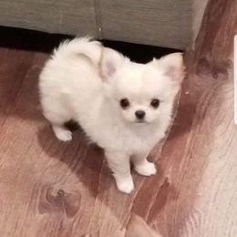 Chihuahua Puppies from Lucky Star Chihuahuas
