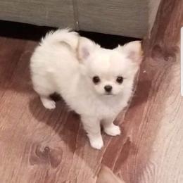 Chihuahua Puppies from Lucky Star Chihuahuas