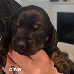 Olive - Black and tan female Dachshund puppy in Greer, South Carolina from Dora's Dachshunds
