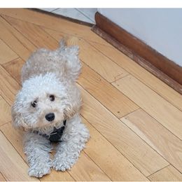 Sparkle - Maltipoo