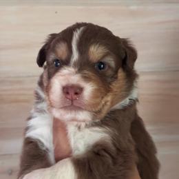 Gale - Red tri-color female Australian Shepherd puppy in Morrow, Ohio from OakHaven Acres Aussies