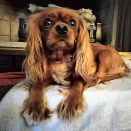 Cavalier King Charles Spaniel All Grown Up from Daryl's Cavalier King Charles Spaniels