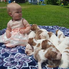 Clumber Spaniel and Irish Red and White Setter Puppies from NyaStar & Chequamegon