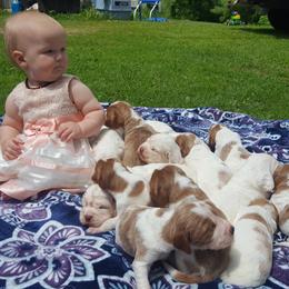 Clumber Spaniel and Irish Red and White Setter Puppies from NyaStar & Chequamegon