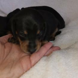 Avery - Black and tan male Dachshund puppy in Middle Granville, New York from Lee Doxies