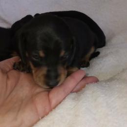 Avery - Black and tan male Dachshund puppy in Middle Granville, New York from Lee Doxies