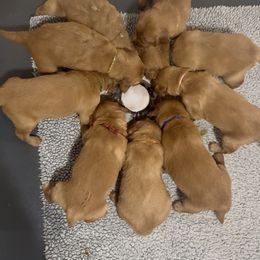 Golden Retriever Puppies from K5 Dog Services