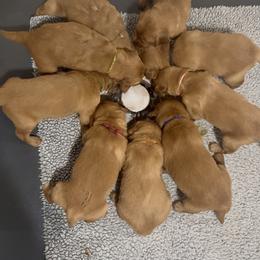 Golden Retriever Puppies from K5 Dog Services