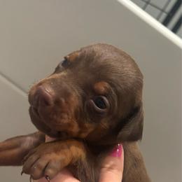 Cinnamon - Red and rust female Doberman Pinscher puppy in Wellington, Ohio from Jessie (TDD, llc)