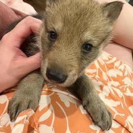 Boy 2 - Yellow gray male Czechoslovakian Vlcak puppy in Boon, Michigan from Mikai's Pack