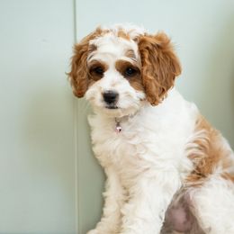 Arizona - Blenheim female Cavapoo puppy in Blanding, Utah from Card’s Cavaliers