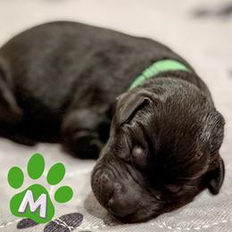 Green Collar - Black male Labrador Retriever puppy in Franklin, Virginia from Oak Hollow Retrievers