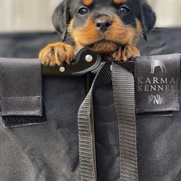 Rottweiler Puppies from KarmaKennelPNW