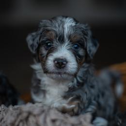 Bernedoodle Puppies from Autumn Vanskiver