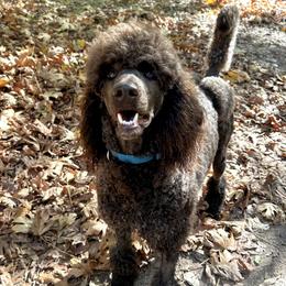 Calcifer - Poodle
